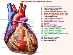 Сердце человека. Что вы знаете о заболевании сердца?