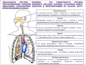 дыхательная система