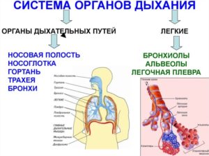 Дыхательная система человека. Строение, заболевания