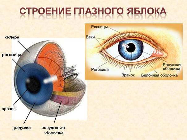 Глаз человека. Заболевание, диагностика, процедуры