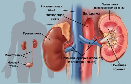 Почки человека. Что вы знаете о заболеваниях почек?