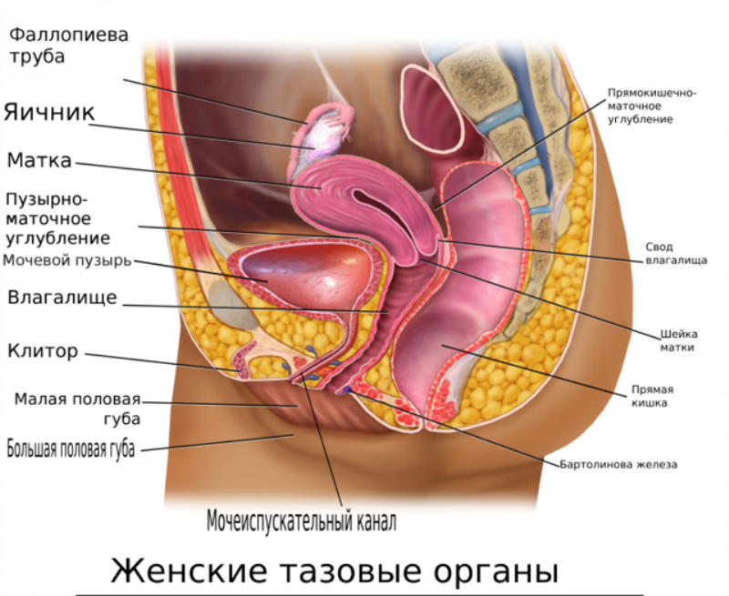 Влагалище. Заболевания, тесты и лечение